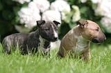 BULL TERRIER MINIATURE 211